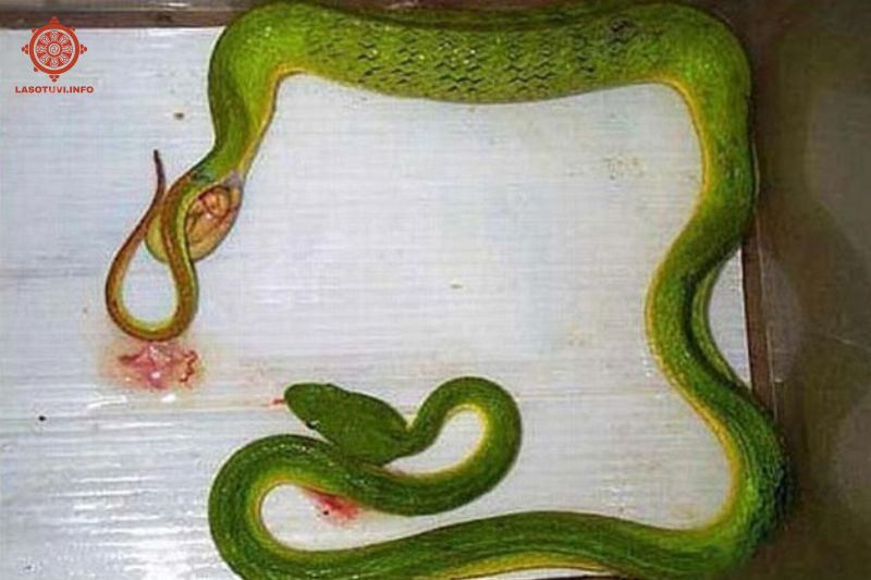 mơ thấy rắn đẻ con