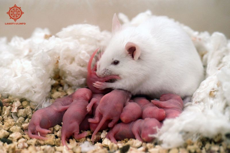 nằm mơ thấy bắt chuột