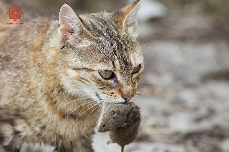 nằm mơ thấy bắt chuột