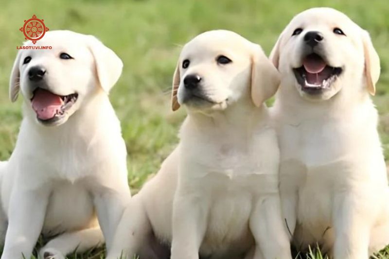 nằm mơ thấy nhiều chó