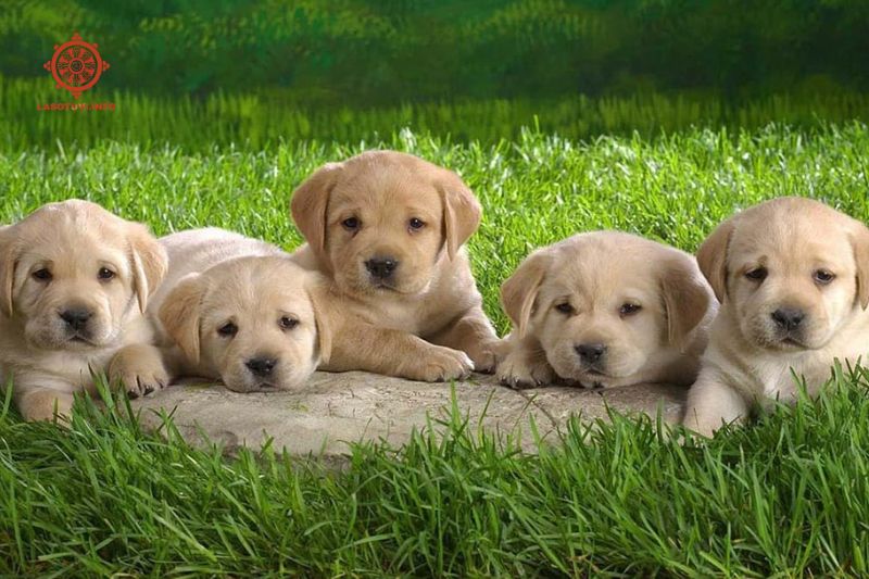 nằm mơ thấy nhiều chó