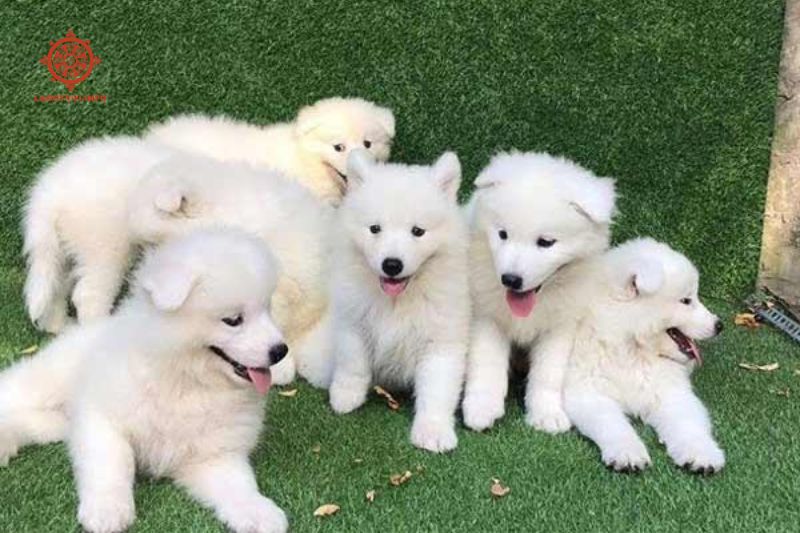 nằm mơ thấy nhiều chó