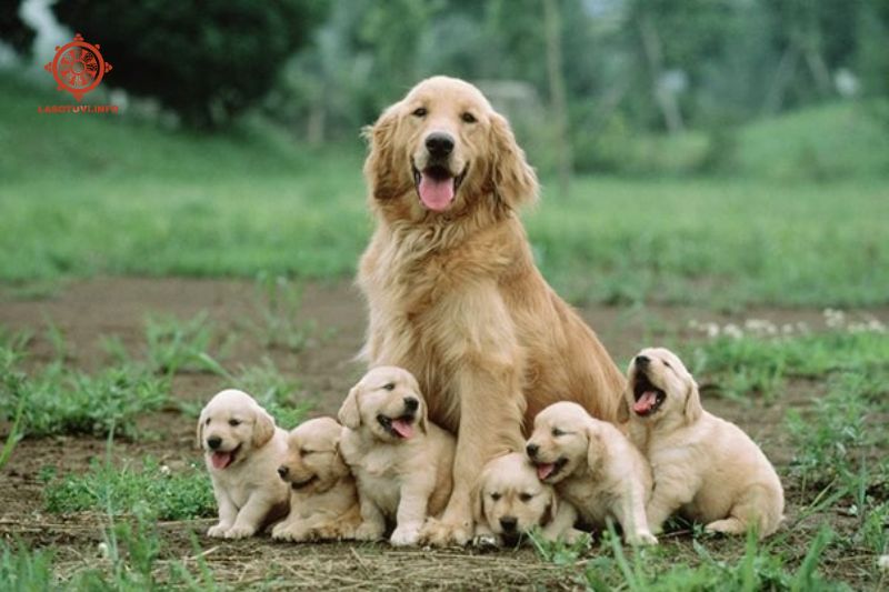 nằm mơ thấy nhiều chó